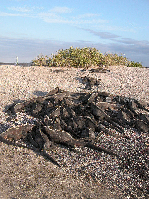 Marine Iguanas sunbathing